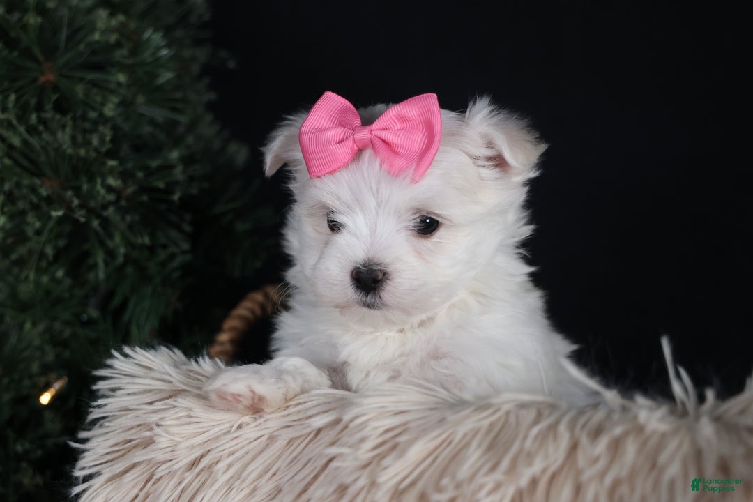 Maltese dogs for sale: ABBEY - Ad 17