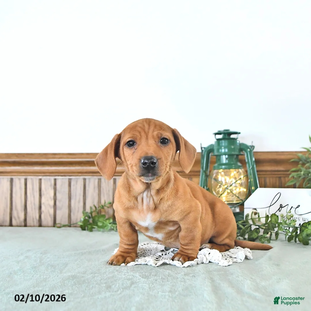 Miniature Dachshund dogs for sale: Brody - Ad 1
