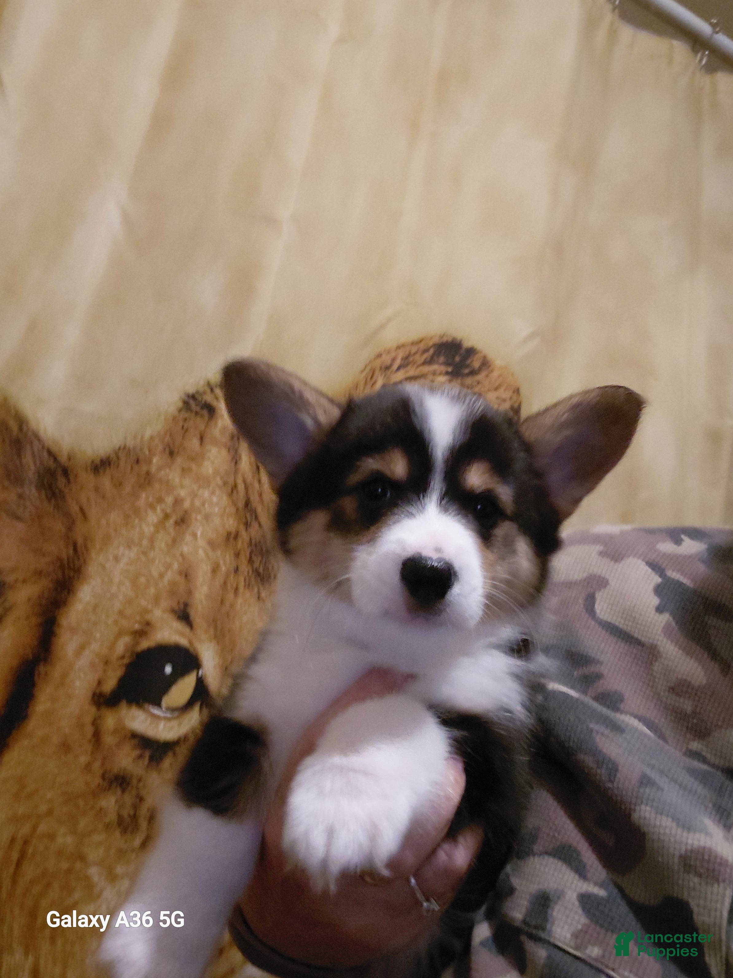 Welsh Corgi Pembroke dogs Vincent Van Gogh - Ad 21