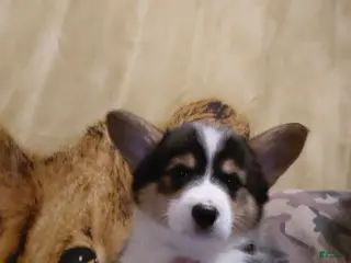 Welsh Corgi Pembroke dogs Vincent Van Gogh - Ad 21