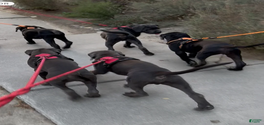 Gallery Image {{count}}