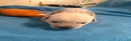 Chinese Crested dogs for sale: Chinese Crested 5 - Ad 4