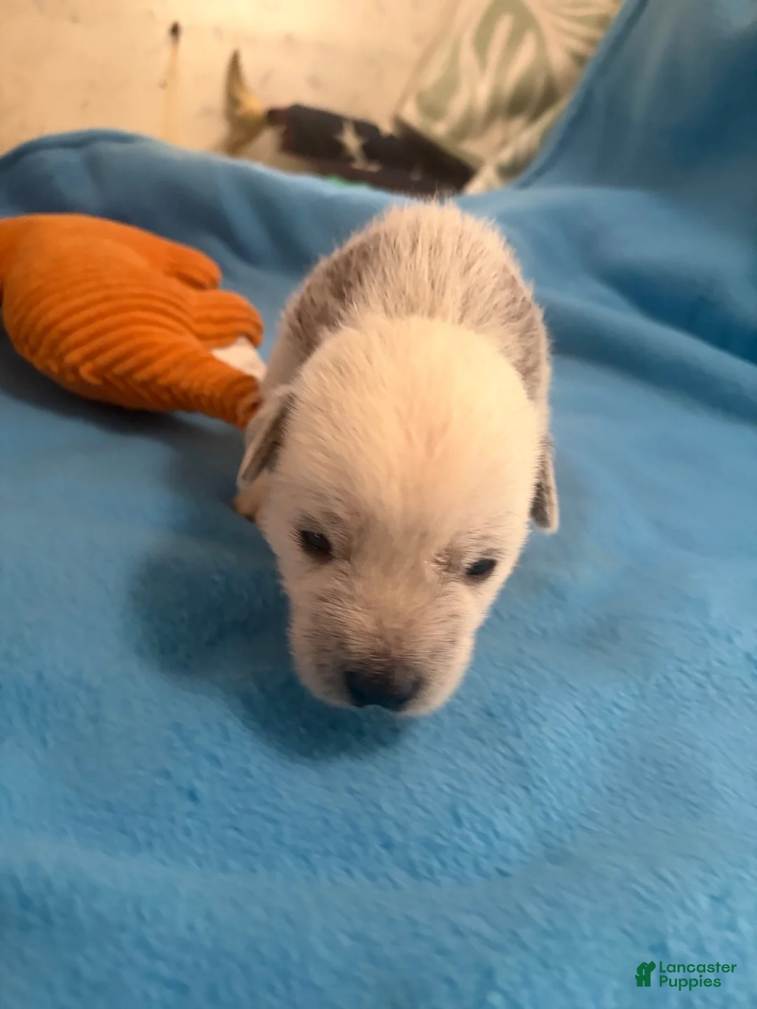 Chinese Crested dogs for sale: Chinese Crested 5 - Ad 4