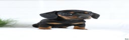 Miniature Dachshund dogs for sale: Bennett - Ad 2