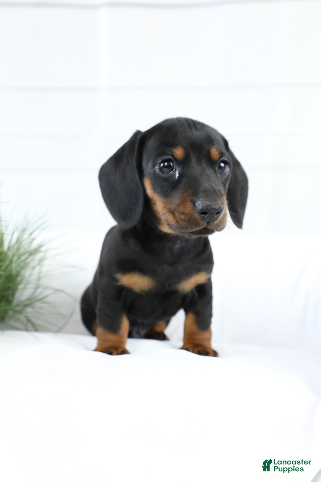 Miniature Dachshund dogs for sale: Bennett - Ad 2