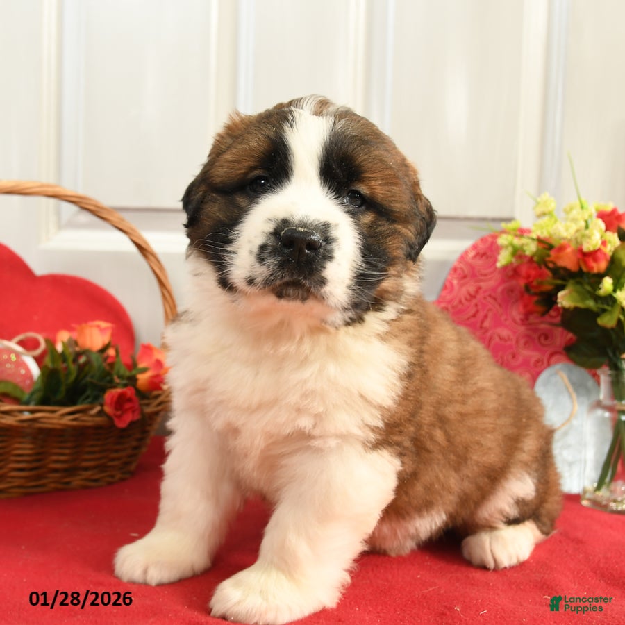 Saint Bernard dogs Hoss - Ad 17