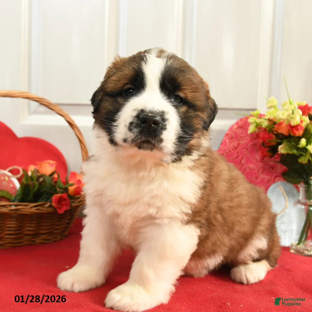Saint Bernard dogs for sale: Hoss - Ad 1
