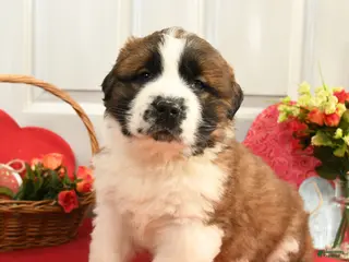 Saint Bernard dogs Hoss - Ad 17