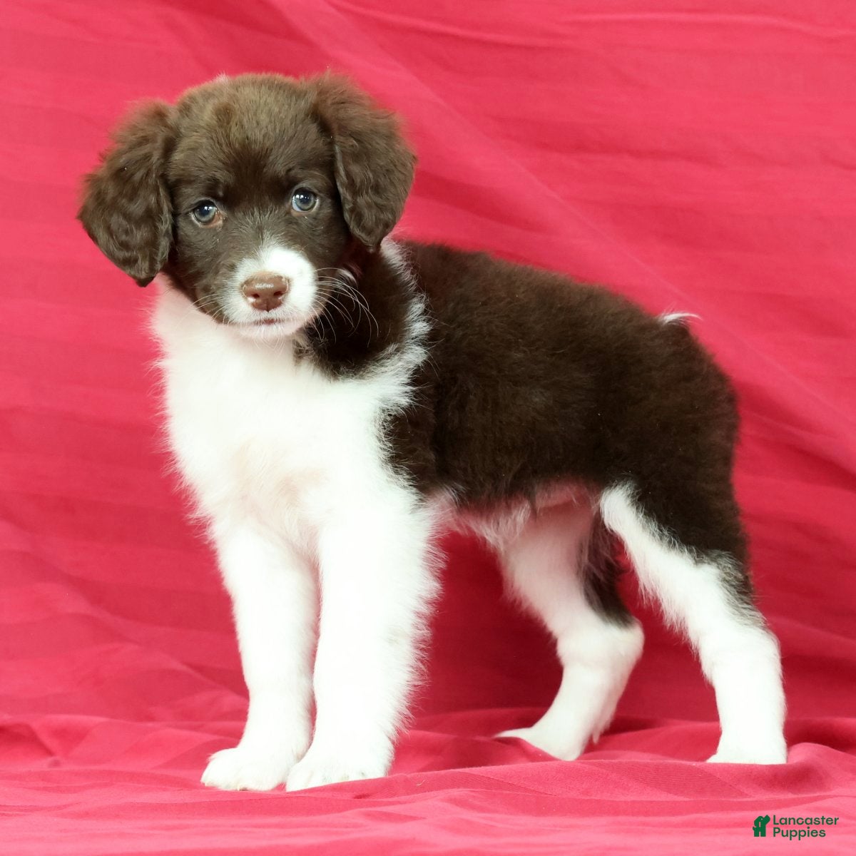 Portuguese Water Dog dogs Zoey - Ad 1