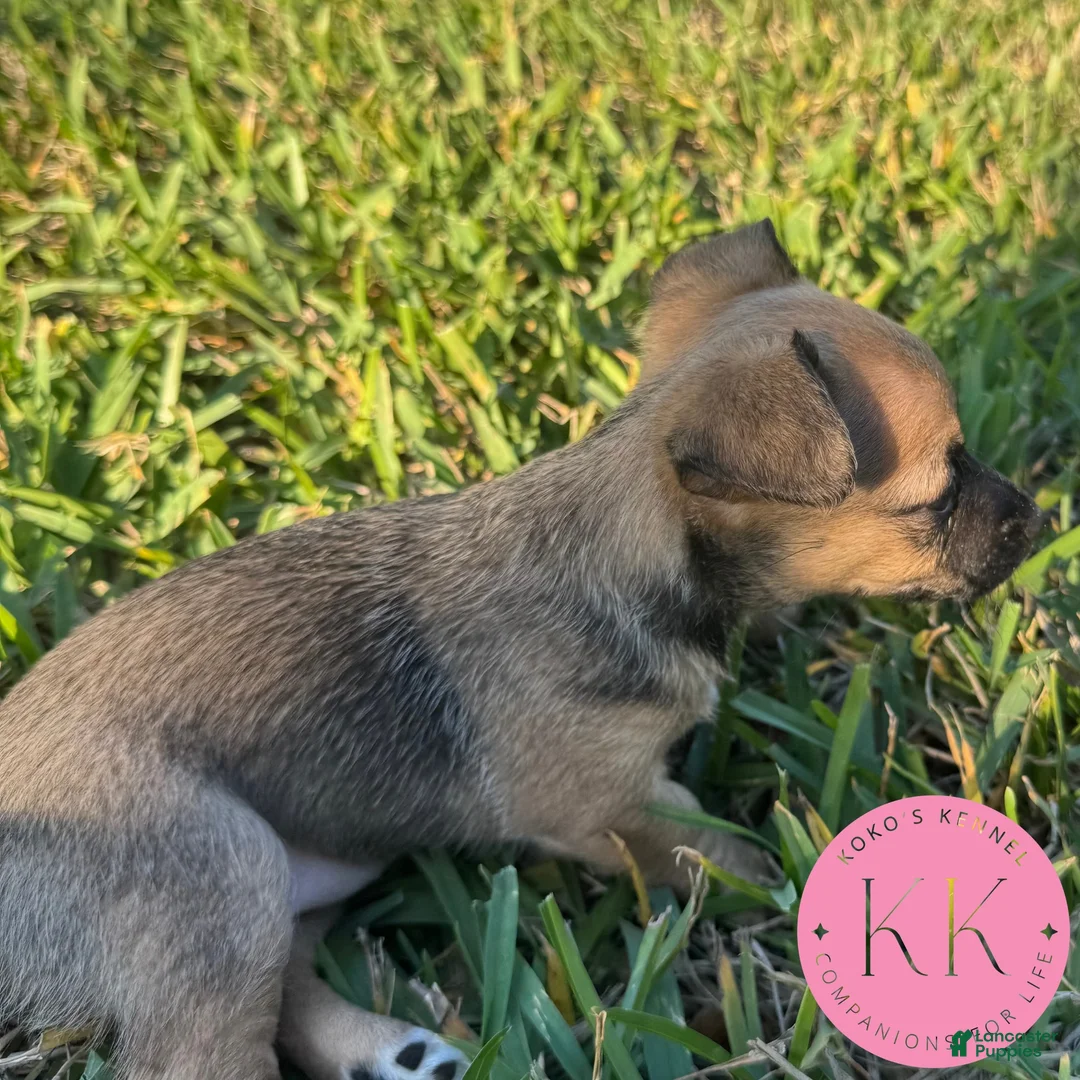 Chipoo dogs for sale: Roxy - Ad 2