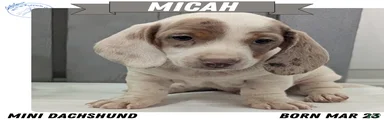 Micah