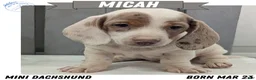 Miniature Dachshund dogs for sale: Micah - Ad 1