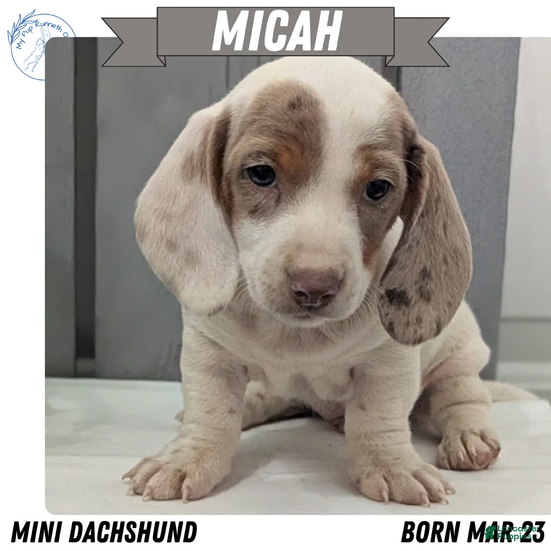 Miniature Dachshund dogs for sale: Micah - Ad 1