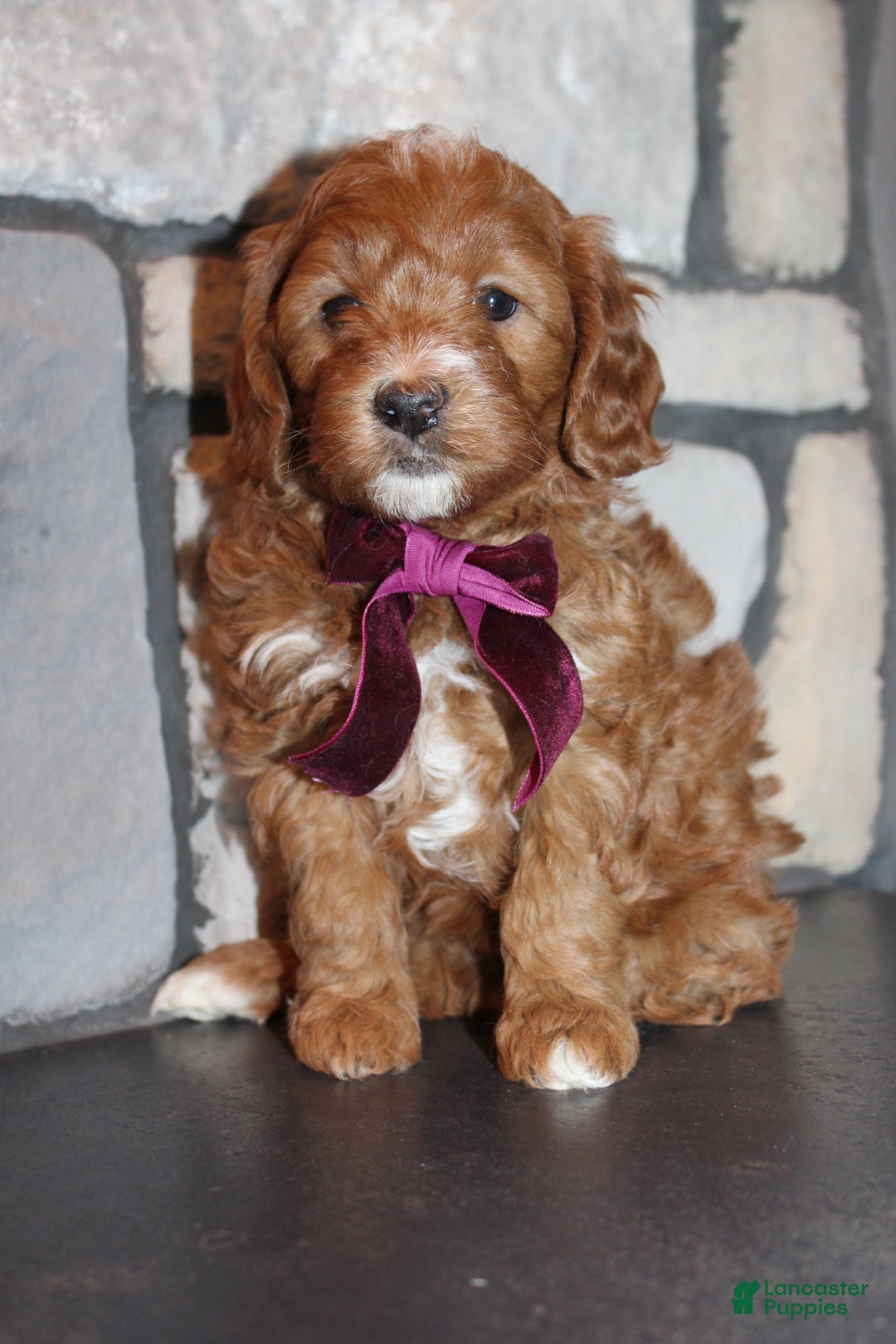 Mini Goldendoodle dogs for sale: Willow-Mini - Ad 3