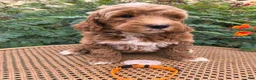 Mini Goldendoodle dogs for sale: Orange Collar - Ad 3