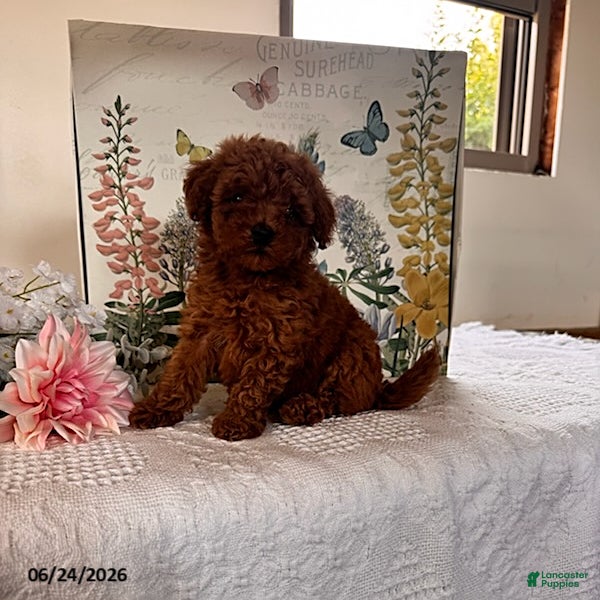 Miniature Poodle dogs Duke - Ad 1