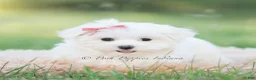 Maltese dogs for sale: Tulip - Ad 5