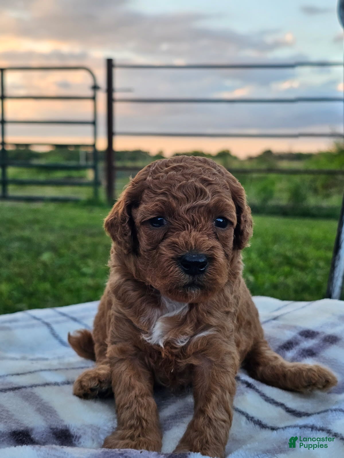 Cavapoo dogs Indigo - Ad 22