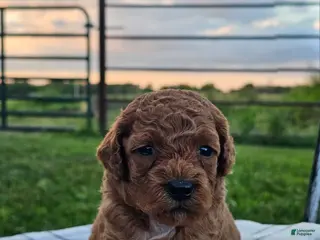 Cavapoo dogs Indigo - Ad 22