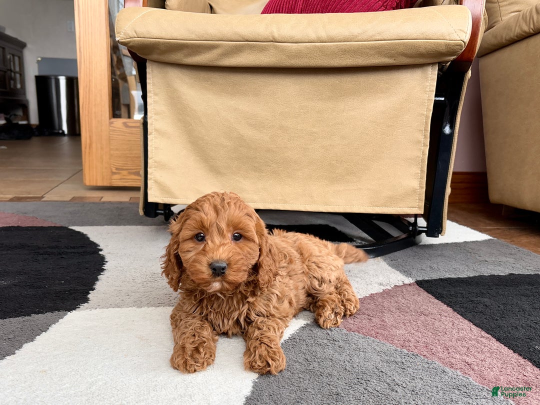 Cockapoo dogs for sale: Cockapoo female 2 - Ad 4