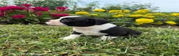 Boston Terrier dogs for sale: Halk - Ad 3