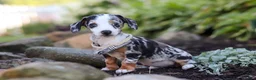 Miniature Dachshund dogs for sale: Anson - Ad 5