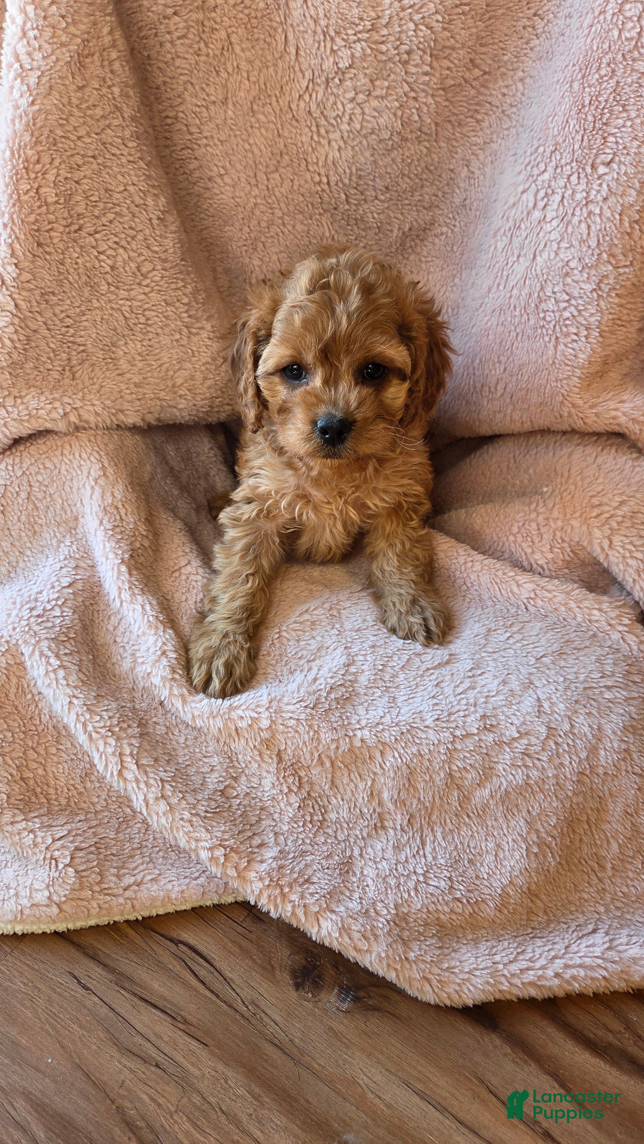 Cavapoo dogs Nova - Ad 12