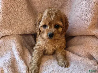 Cavapoo dogs Nova - Ad 12