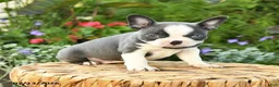 Boston Terrier dogs for sale: Amy - Ad 3