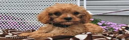 Cavapoo dogs for sale: Calvin - Ad 4