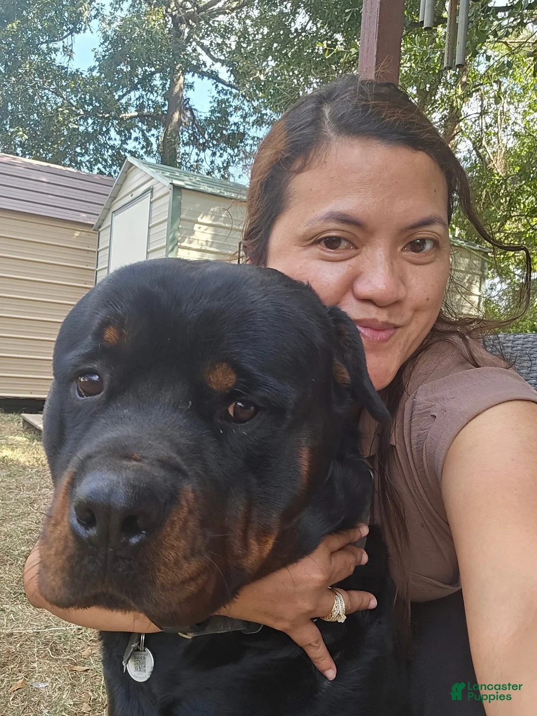 Rottweiler dogs for sale: Rottweiler 3 - Ad 1