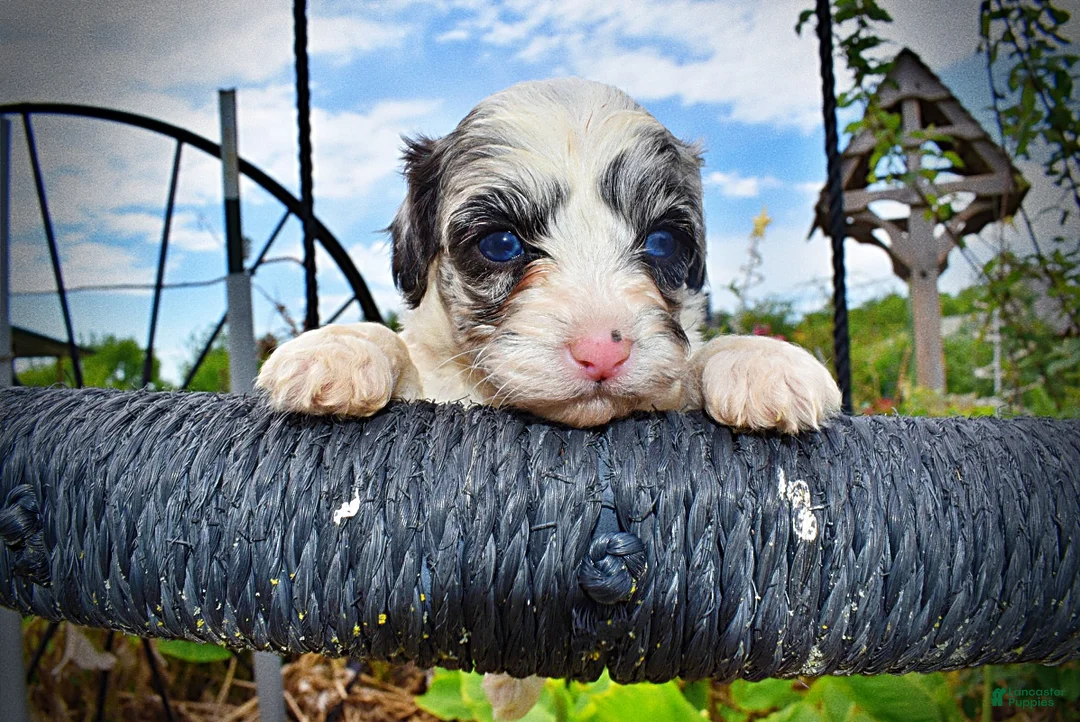 Havapoo dogs for sale: Skye - Ad 2