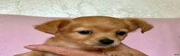 Chiweenie dogs for sale: Lil Red - Ad 7