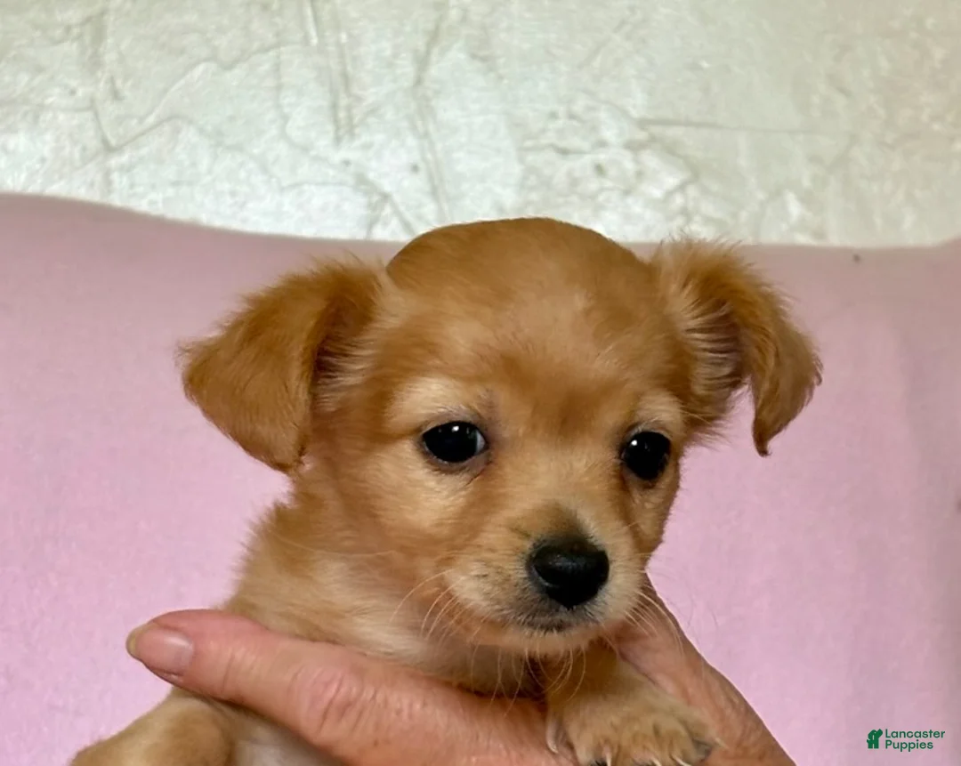 Chiweenie dogs for sale: Lil Red - Ad 7