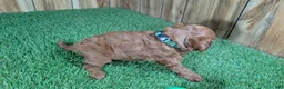 Cavapoo dogs for sale: Sadie Boy 2 - Ad 4
