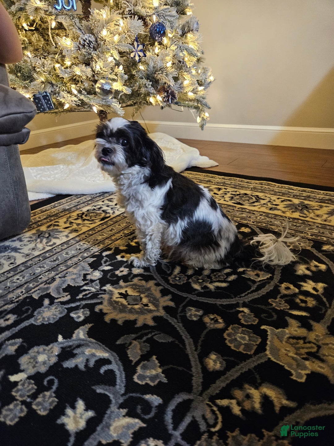 Mixed Breed dogs for sale: Oreo - Ad 6