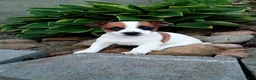 Jack Russell Terrier dogs for sale: Patches - Ad 1