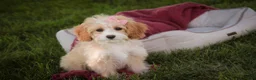 Mixed Breed dogs for sale: Tinker Bell MUNCHKIN BERNEDOODLE - Ad 3