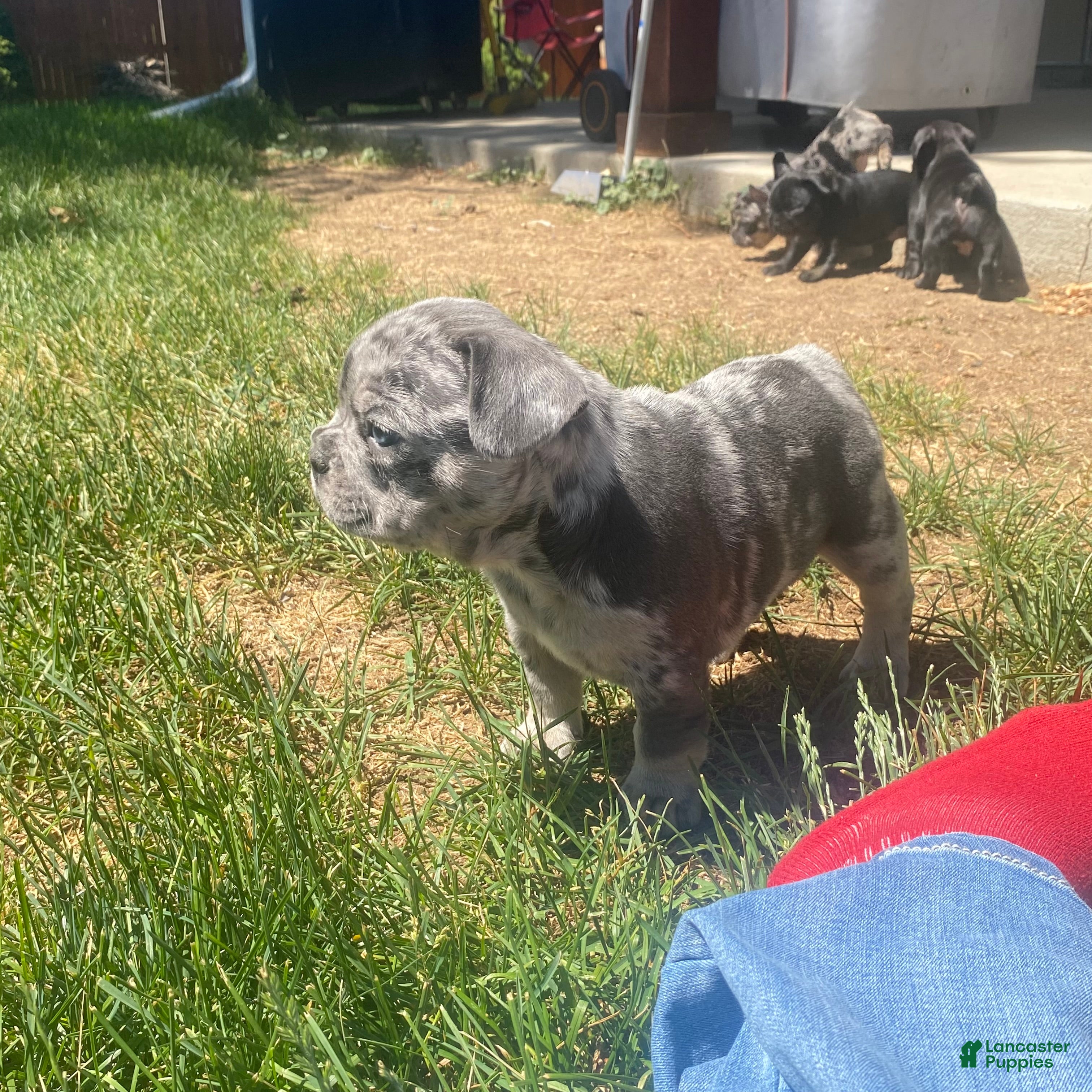 French Bulldog dogs El Gordo/ The chubby one  - Ad 4