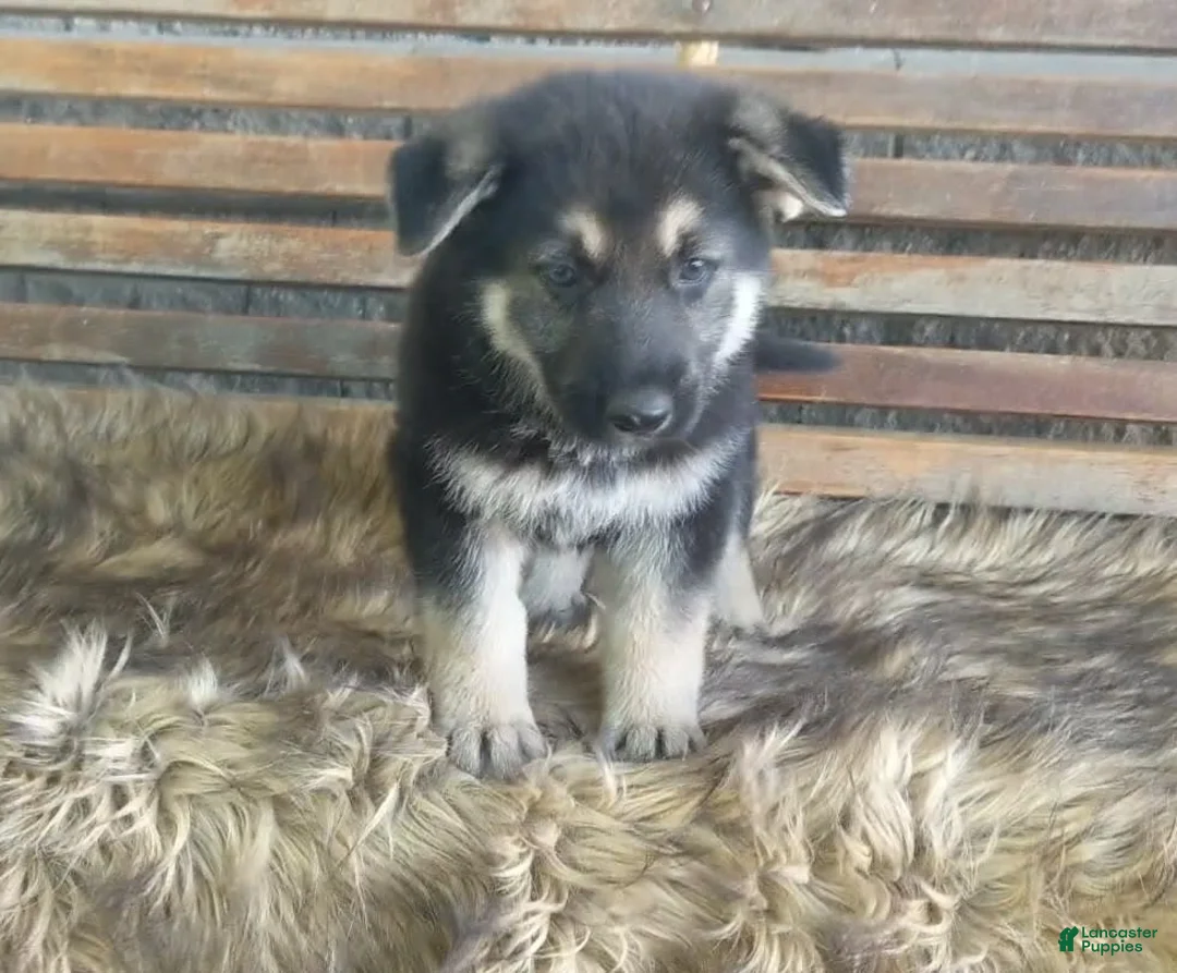 Gallery Image {{count}}