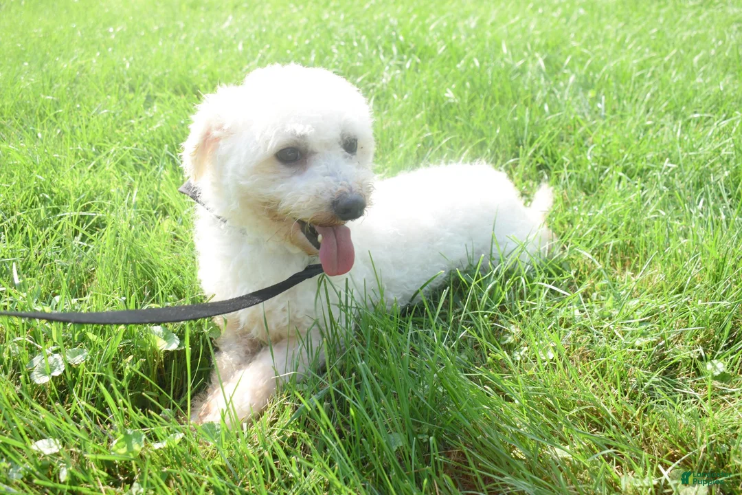 Maltese dogs for sale: Mason 🦴 - Ad 9