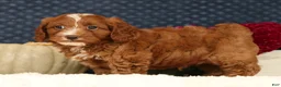 Cavapoo dogs for sale: Stanley - Ad 4