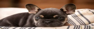 Gunner French Bulldog 