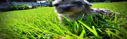 Havapoo dogs for sale: Huggles - Ad 9