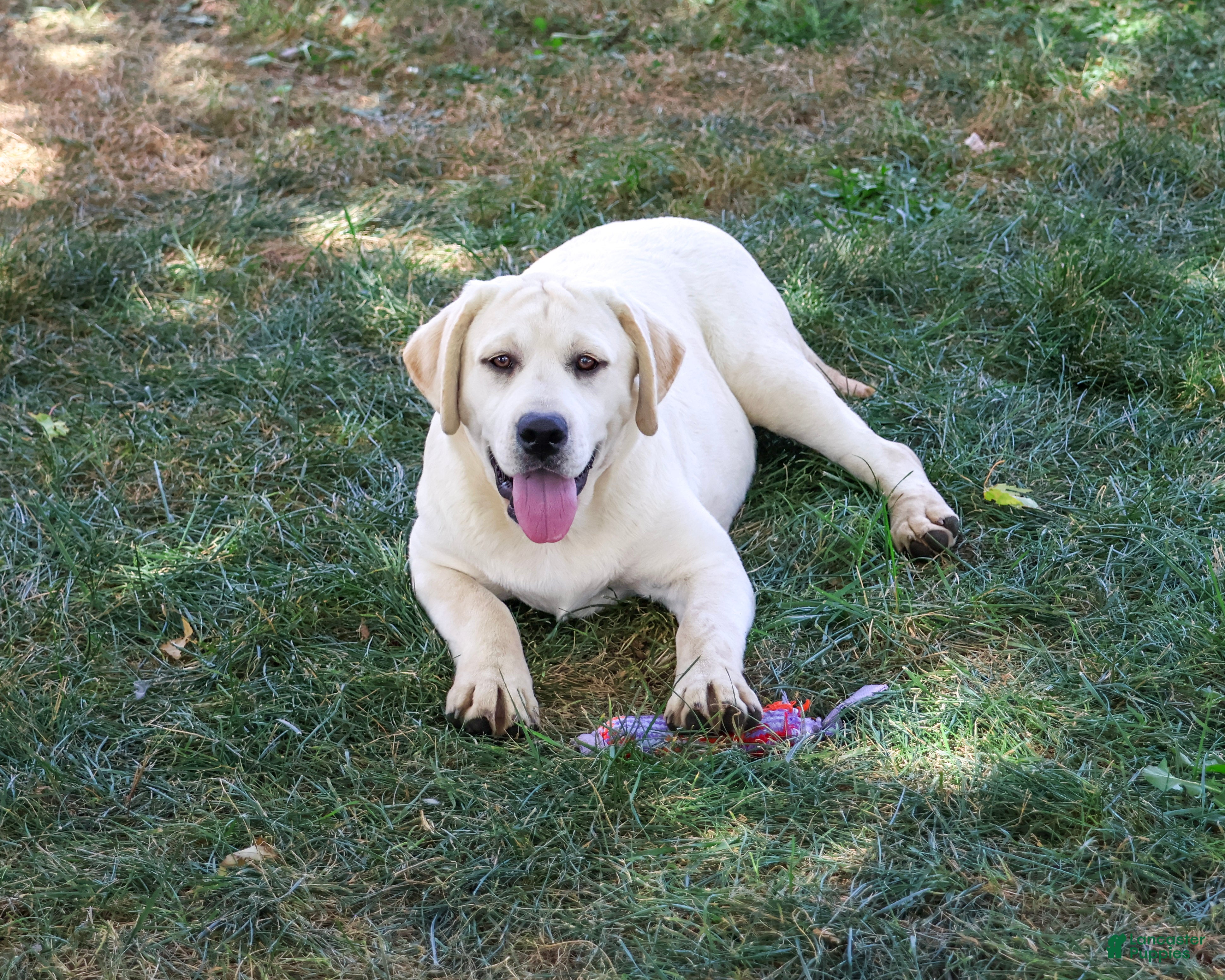 Labrador Retriever dogs Vidia - Ad 1