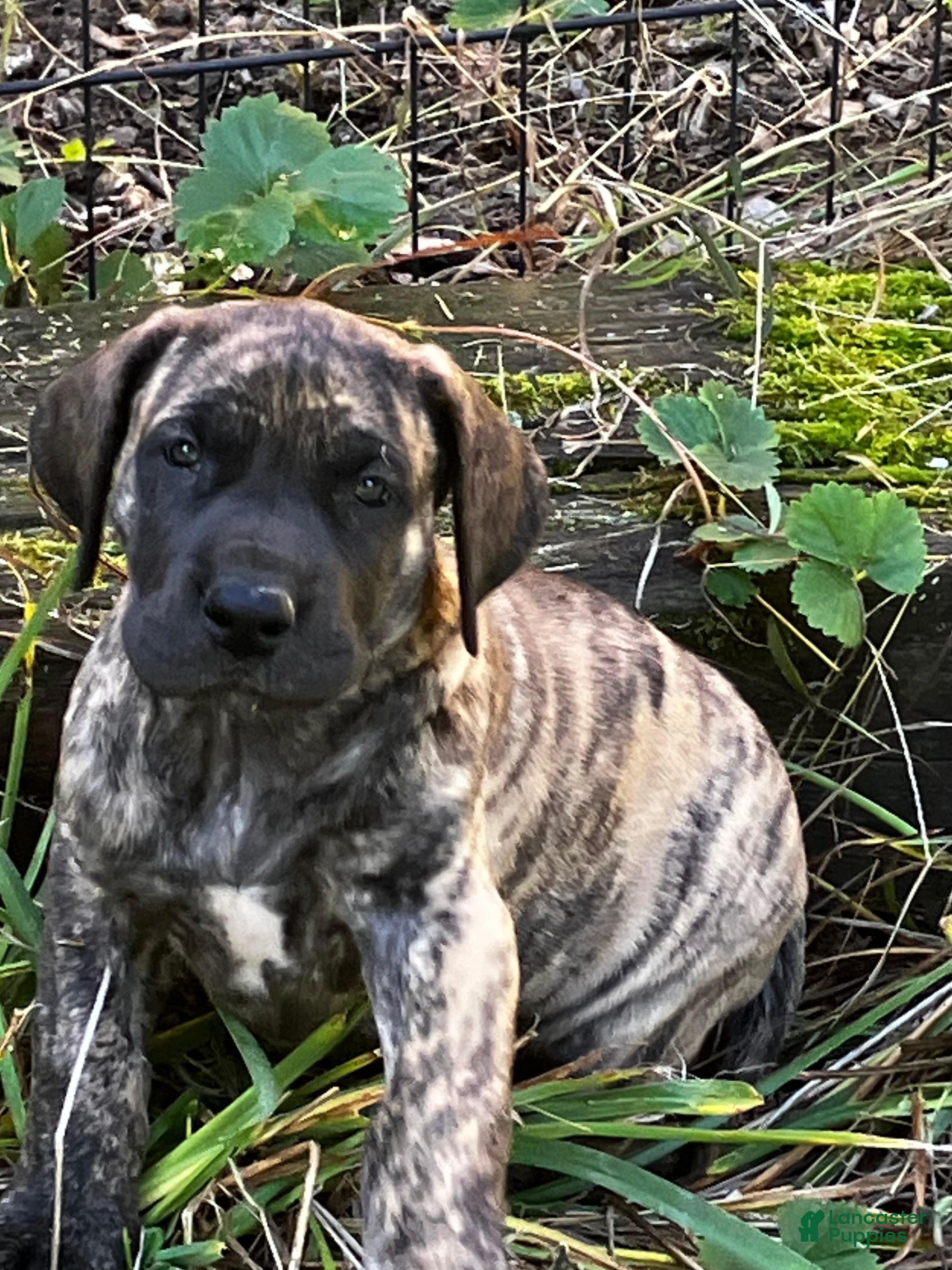Great Dane dogs for sale: Brindy - Ad 4