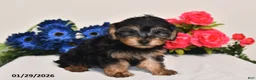 Yorkiepoo dogs for sale: Cassidy - Ad 5