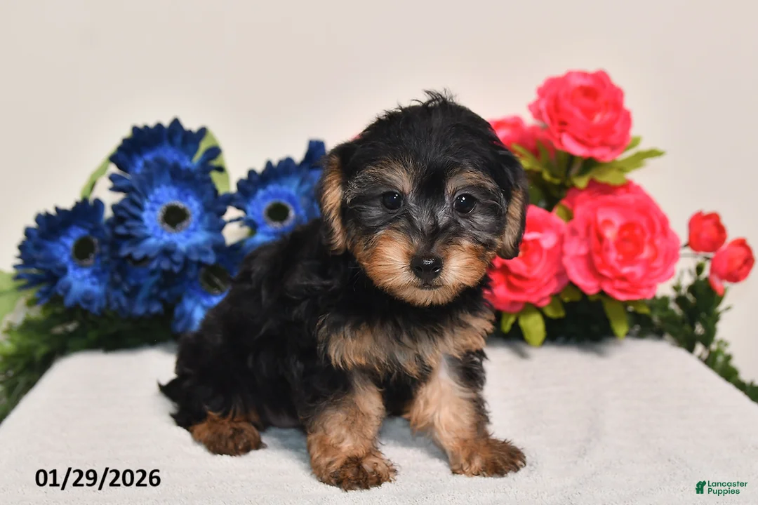 Yorkiepoo dogs for sale: Cassidy - Ad 5