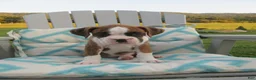 Boxer dogs for sale: Kade - Ad 7