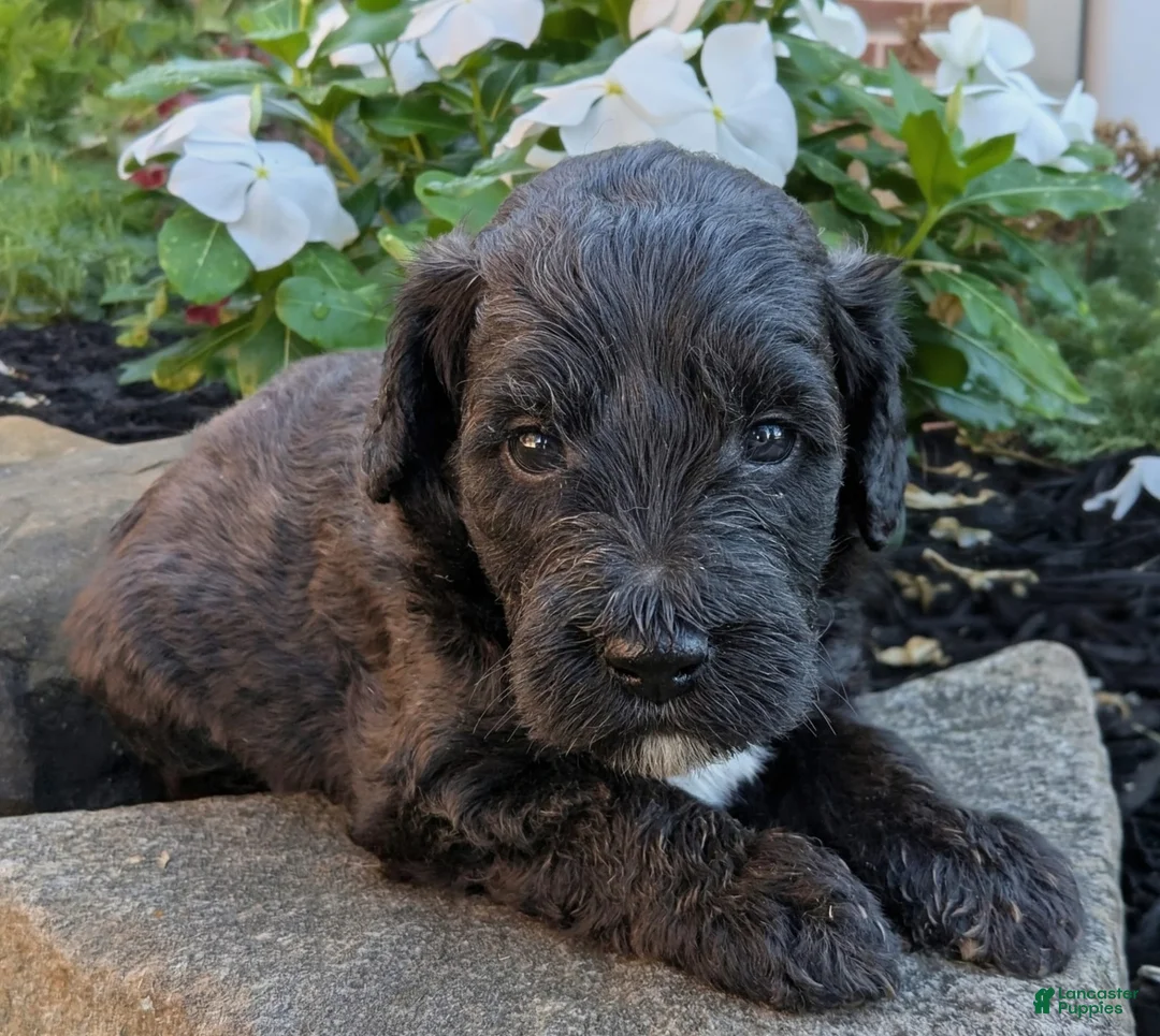 Mini Goldendoodle dogs for sale: Paisley F1B - Ad 2